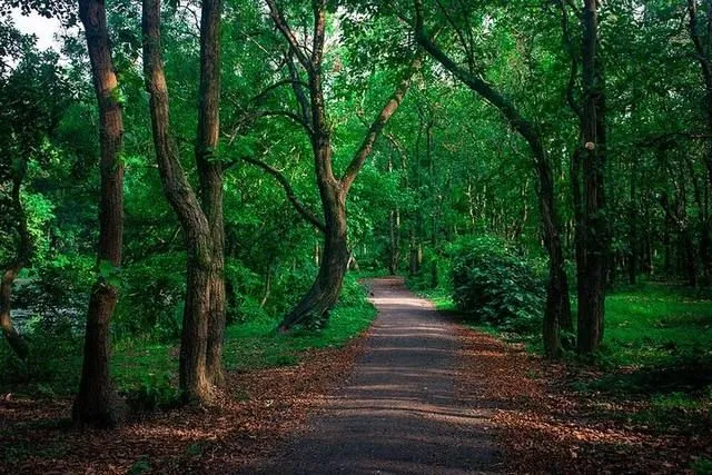 Photo of Bhawal National Park