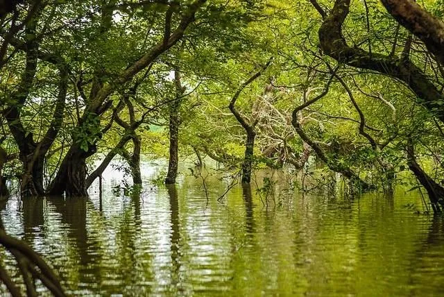 রাতারগুল জলাবন-এর ছবি