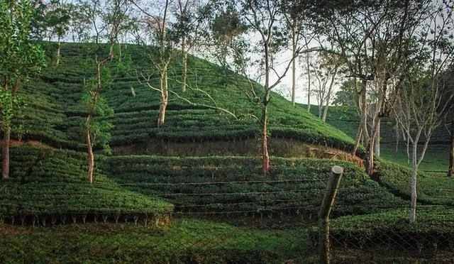 মালনীছড়া চা বাগান-এর ছবি