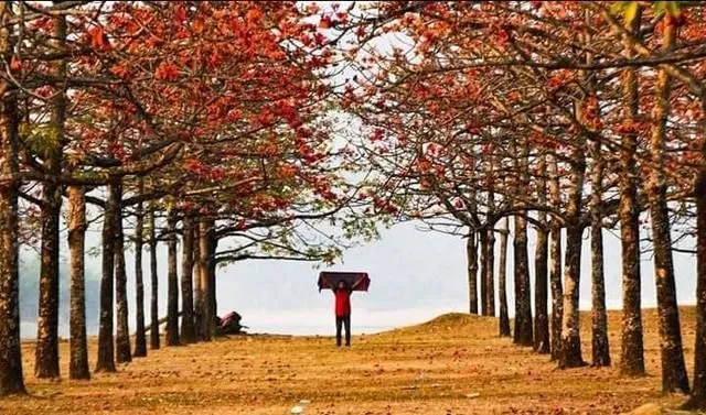শিমুল বাগান-এর ছবি