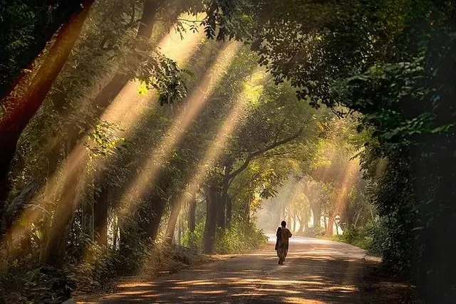 সাতছড়ি জাতীয় উদ্যান-এর ছবি