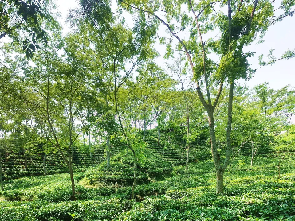 ছবি: Mar11, CC BY-SA 4.0, Wikimedia Commons